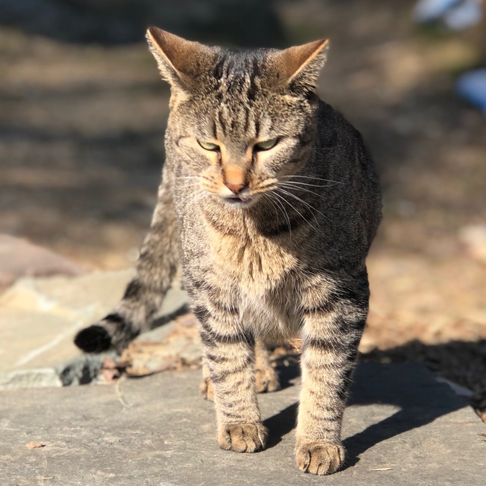 Meet your Posher, Lizzy